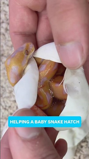 Helping A Baby Ball Python HATCH🐍😍