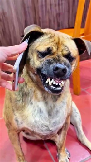 Dog Phone Call #funny #dog #viralvideo #sakib100m