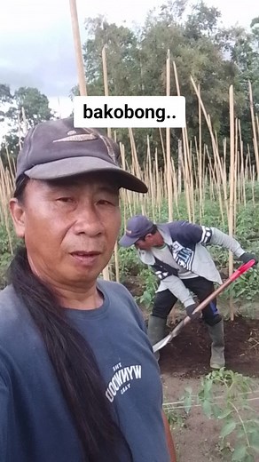 Tomato Farming Techniques: Planting with Care