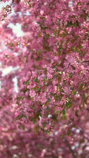Earthy Scenes 🌾 (@earthyscenes)’s videos with original sound - Earthy Scenes 🌾