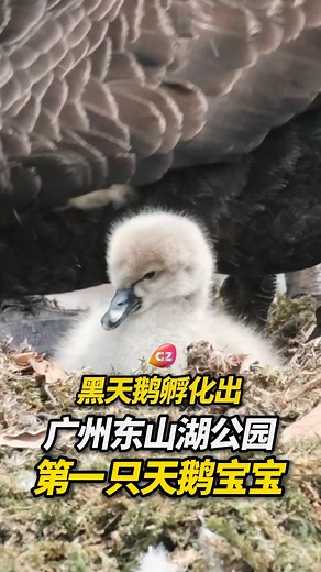 廣州東山湖公園黑天鵝孵化出天鵝寶寶！ #廣州 #公園 #鳥 #Guangzhou #Park #Bird | GBA Life Style
