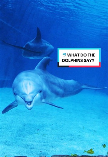 SeaWorld Yas Island, Abu Dhabi على TikTok