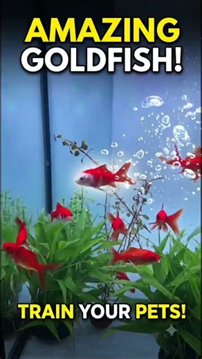 ​How I Trained My Goldfish to Do This! Secret Trick Revealed #shorts #viralvideo #goldfish #fish