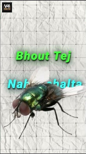 How Do Tiny Flies 🪰 Manage to Fly? | Nature's Amazing Secrets 🌿