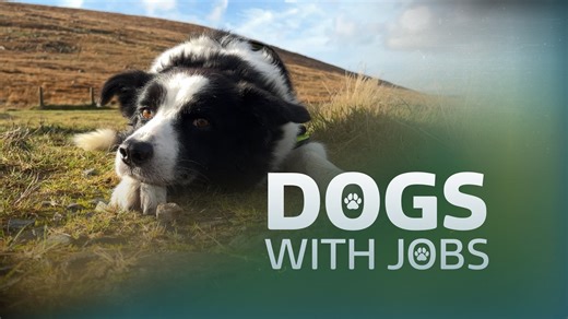 Dogs With Jobs - Episode 5