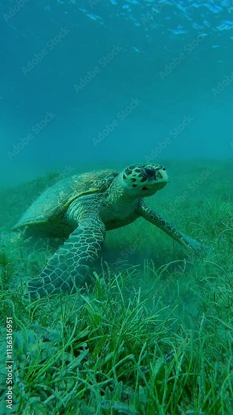 Vertical video, Camera zooming to sea turtle standing on flippers on sandy-muddy bottom chewing sea grass, Very old male Hawksbill Sea Turtle, Eretmochelys imbricata with twisted shell