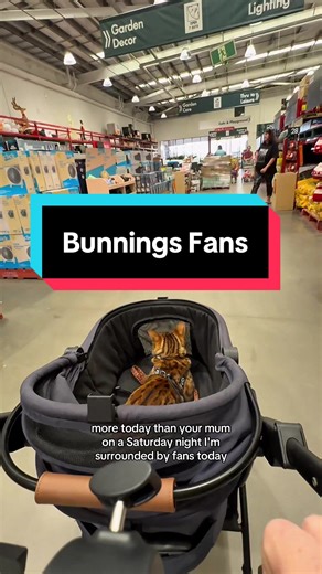 A Day in the Life of a Bengal Cat at Bunnings