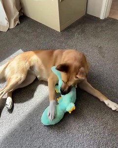 1.2K views · 90 reactions | A little bit of cuteness to start your...