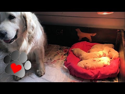 Whelping puppies. Whelping box. Dog breeder's life