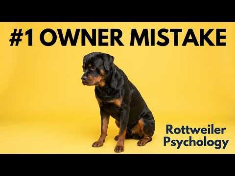 Most Rottweiler Owners Make This #1 Mistake — Here’s What Happens