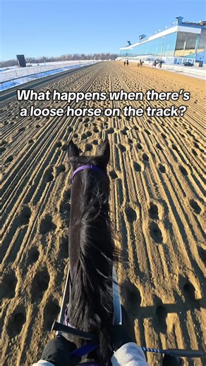 Handling Loose Horses on the Track: Safety Tips
