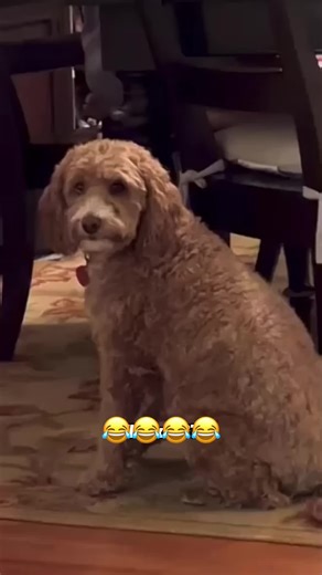 😂😂 #dog #cat #animals #voiceover #funny | voice over animals