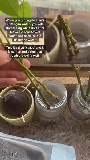 Propagating Mahogany Tree's Cuttings: Understanding the Callus Formation
