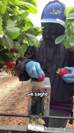 Schwester Sammelt Erdbeeren Die Bereits Teuer Sind