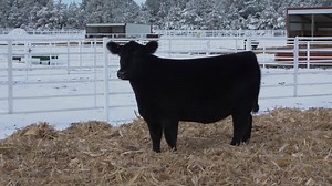 24K views · 296 reactions | Leading off the National Western Angus...