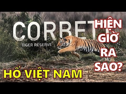 All about the Indochinese Tiger: How is the King of the Vietnamese Jungle now?