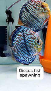 discus spawning 😍 Tropical fish spawning is triggered by a combination of environmental factors, including water temperature, water quality (like pH and hardness), abundant food, specific water flow or pressure changes, and the availability of suitable spawning sites. Success in captivity often requires mimicking wild conditions, as different species have unique, species-specific needs for triggering their reproductive cycle. #aquariumhobby #aquarium #discusfish | Hendrix backyard TV