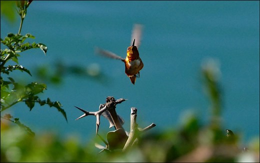 Mythbusting: Do Hummingbirds Die When They Stop Flying? - Birdwatching Buzz