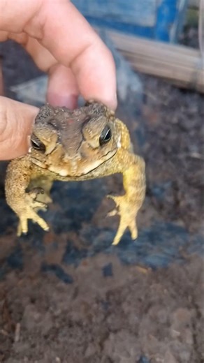 Catch real frogs 😉🤩🐸 #animals #frog #viral