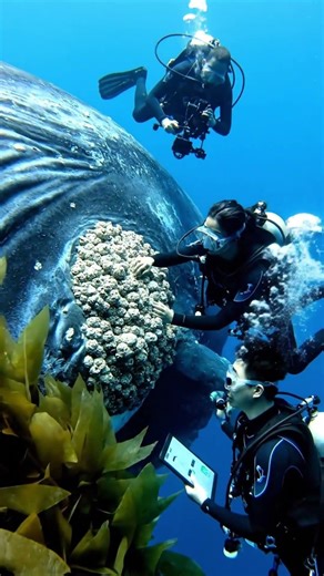 Incredible Blue Whale Rescue: Removing Millions of Painful Barnacles 🐋