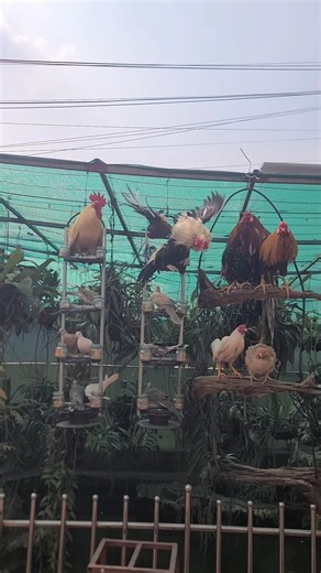 尾長鶏は、その非常に長い尾で知られる日本の特別な鶏です。