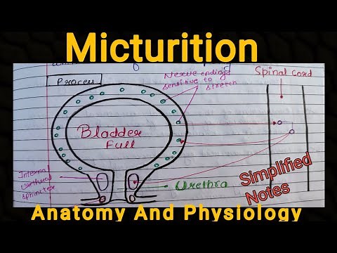 Notes Of Micturition of Urinarysystem (Anatomy And Physiology) 🔥
