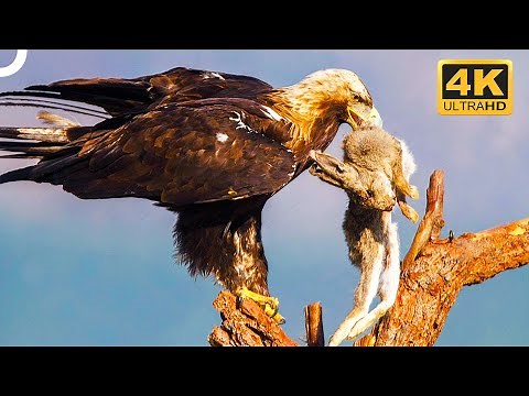 Wedge-Tailed Eagle: The Master Hunter Among Birds Of Prey | 4K Animal Documentary