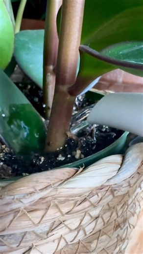 Watering Indoor Plants Is the Ultimate Stress-Relief Ritual