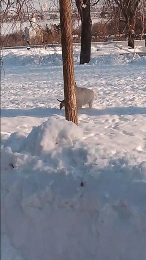 A Dachshund and a Labrador Playing in the Snow ❄️🐶