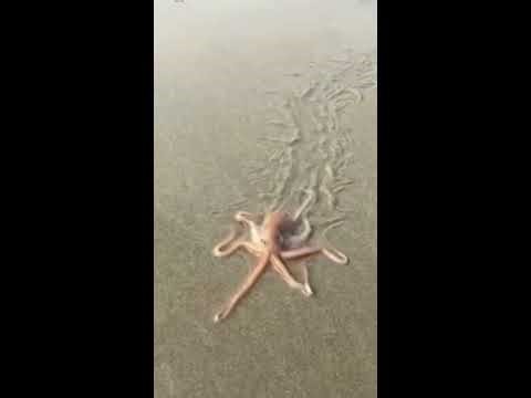 Mesmerizing Octopus Swimming Near the Shore | Ocean Wildlife Close-Up