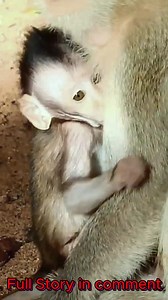 7.7K views · 30 reactions | A heartbreaking sight in the wild as a baby monkey is found injured, struggling to survive. In the harsh realities of nature, even the smallest can face painful challenges. The injury serves as a stark reminder of the dangers wildlife encounters daily. Let’s hope for its recovery, as the wild can be unforgiving.  #baby #NewsUpdate #monkey #Very #reels #Leo #newborn #cute #milkyway #crying | Cute monkey family | Facebook