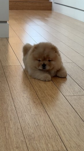 Adorable Tiny Chow Chow Puppy Moments