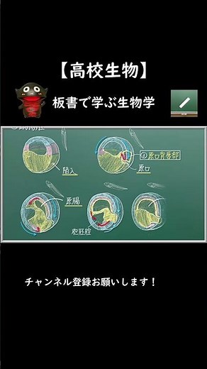 原腸胚期における細胞の移動 #shorts #発生 #原腸胚