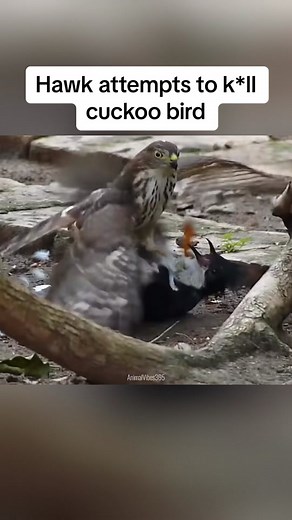 Close Call: Hawk Narrowly Escapes After Attempting to K*ll Cuckoo Bird