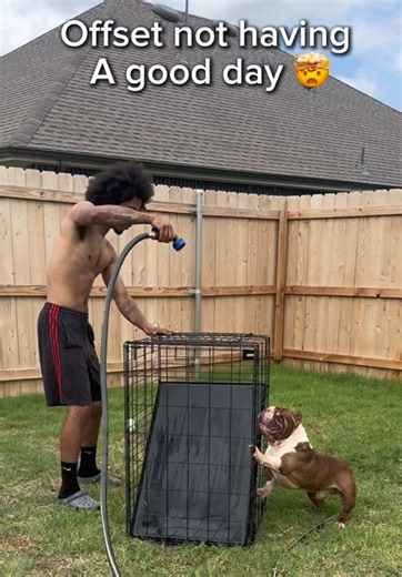 Offset the American Bully: Reacts to Water Holes