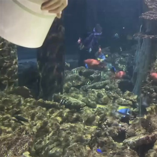 🍀 Patrick, our new addition to the Blue Planet Aquarium family 😍 👋 He's settling in perfectly with his Coral Cave friends... #pufferfish #porcupine #blueplanet | Blue Planet Aquarium