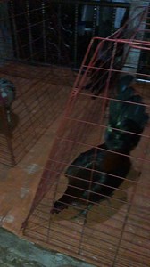 Happy birthday 🥳 Dex Dexter Dex | Marlon Pacaña