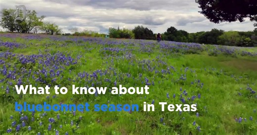 What to know about Texas bluebonnet season