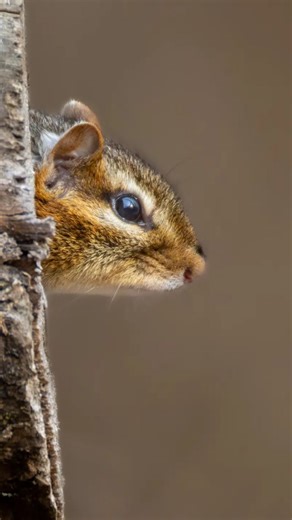 124 reactions · 11 comments | A cute little chipmunk made it's home in this log! He was a bit shy but luckily the R7 and 200-800 gave me plenty of reach. The clips are filmed in 4k60 crop mode which ends up giving me 2300mm FF equivalent. @canonusa R7 and RF 200-800. One clip was with RF 100-500 too. @djiglobal pocket 3 for filming myself and camtraption clip #chipmunk #wildlife #shotoncanon #djipocket3 #dji #wildlifephotography #canon | Ben Neff Photography | Facebook