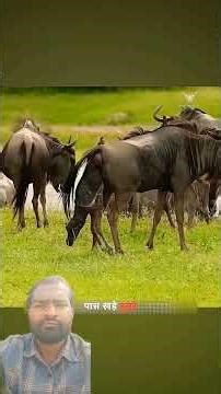 जगली भैंस को शेरो ने बच्चे को जन्म देते हुए देख लिया। | The Buffalo Gave Birth To Her Baby #sh