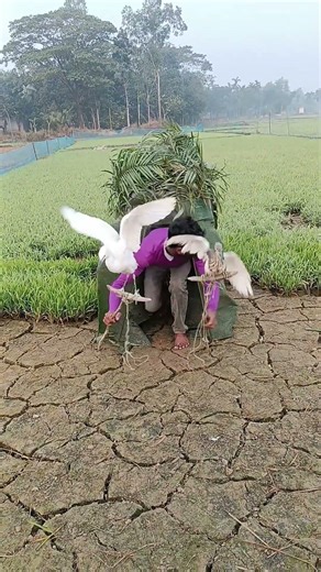 A Slow-Living Documentary Showing Traditional Village Life and Peaceful Rural Days in Endless Green