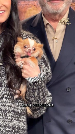 4.8M views · 40K reactions | Landman star Demi Moore returns with her adorable dog, Pilaf!  | The Drew Barrymore Show | Facebook