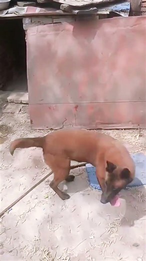 Basic training activities between dogs@ 25