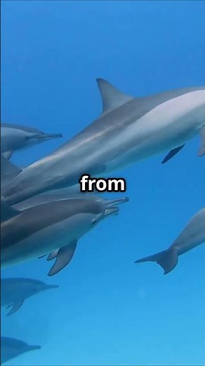 Dive into the World of Burrunan Dolphins #australiananimals