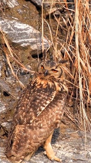 Rock Eagle-owl