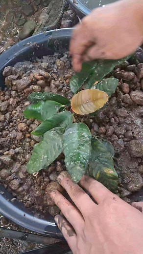 Replanting my Anubias Coffeefolia. #aquascapingnegros | Aquascaping Negros