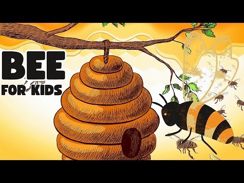 Bee Animal Facts for Kids | Fun Bee Learning Video | Educational Animal Video