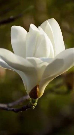 Magnolia Bloom Time-Lapse: Nature's Perfect Dance #Shorts
