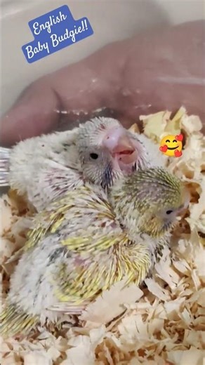 English Baby Budgies!!🥰❤️🐣 #birds #budgie #yellow