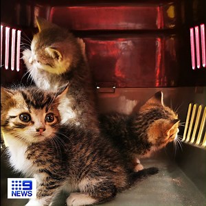 #RESCUE: Three kittens found themselves stuck in a wall behind a fridge, before Narre Warren SES cut through the wall and rescued them to safety! #9News | Nightly at 6.00pm | 9 News Melbourne